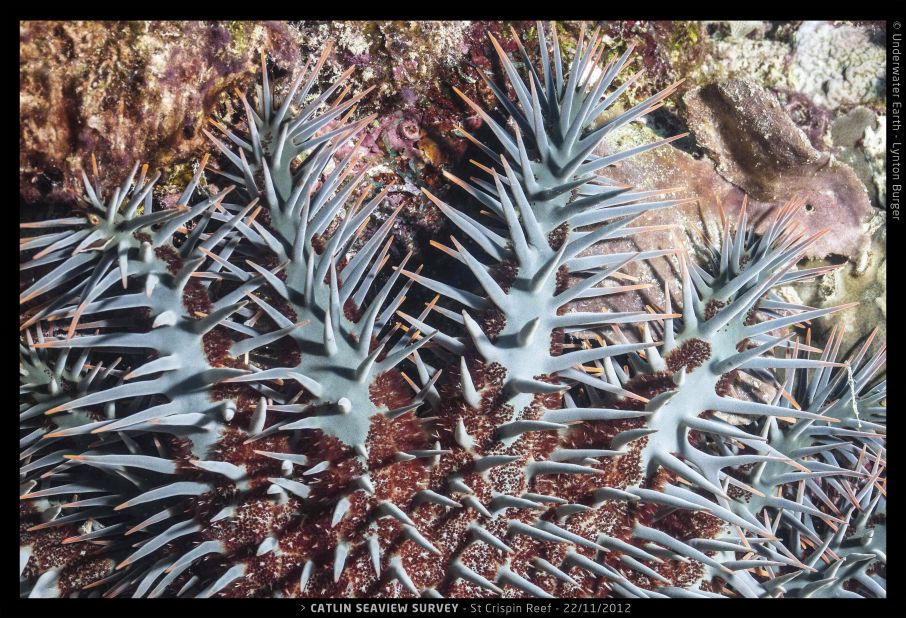 The crown-of-thorns starfish is the greatest natural threat to coral populations. Outbreaks of this coral-feeding fish can devastate entire reefs. Reasons for outbreaks remain unclear, but researchers hope that the survey will shed some light.