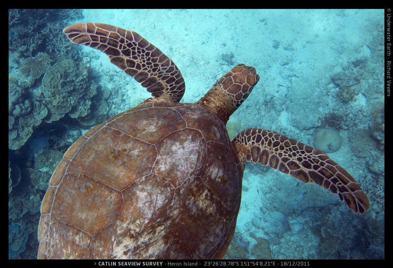 A turtle swims through a reef off the coast of Heron Island, a coral cay that is home to one of the world's most important coral reef research stations.