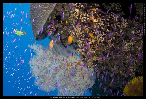 Vibrant sealife surrounds a coral outcrop in Pixie's Garden, part of the Great Barrier's Ribbon Reef
