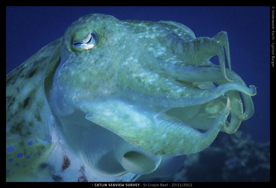 It may be called a cuttlefish but in fact it's a mollusk. This eight-armed creature forms part of a complex web of life in the Great Barrier Reef.