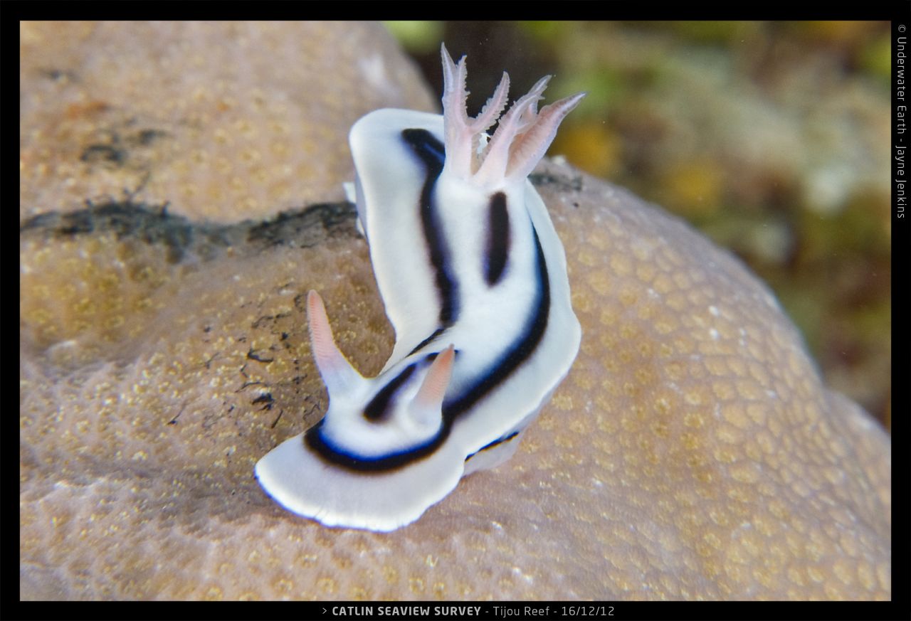 A nudibranch, a type of marine mollusk, on the Tijou Reef.