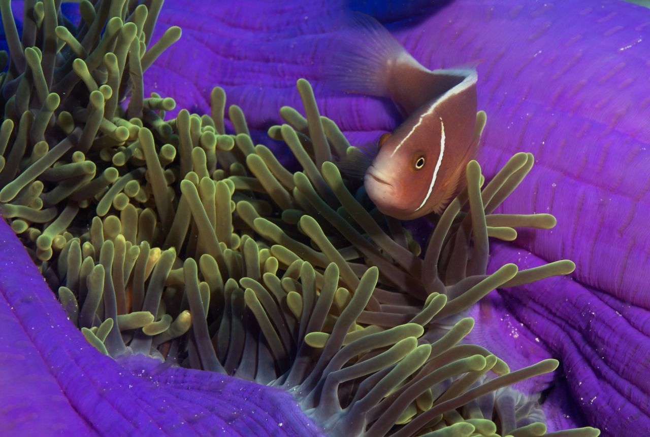 A clown fish swims through a vibrant anemone.