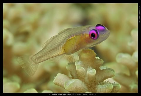 A pink-eyed invisible goby rests on coral in the Flinders Reef.