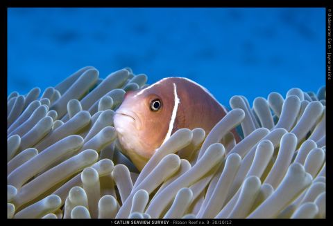 A pink anemonefish hides away in the Ribbon Reef.