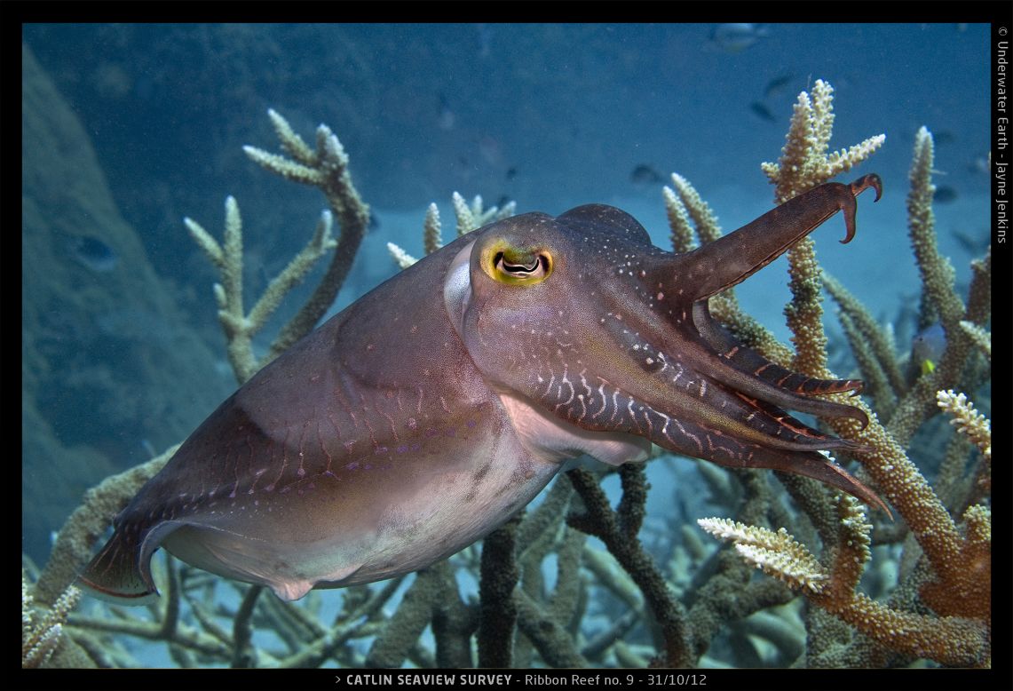 Large cuttlefish in the Ribbon Reef.