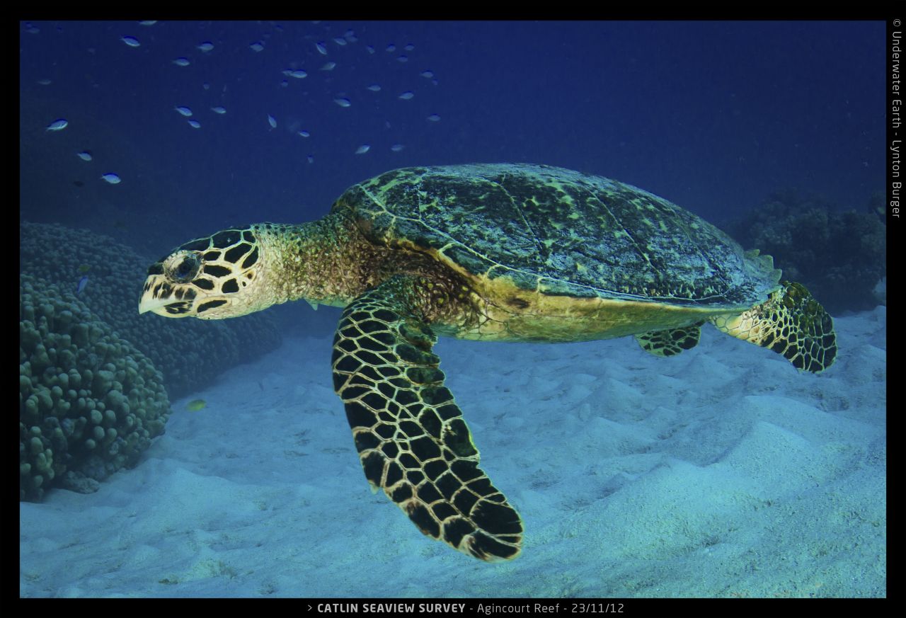 The hawksbill sea turtle is a critically endangered species of turtle. Here one swims through the Great Barrier's Agincourt Reef.