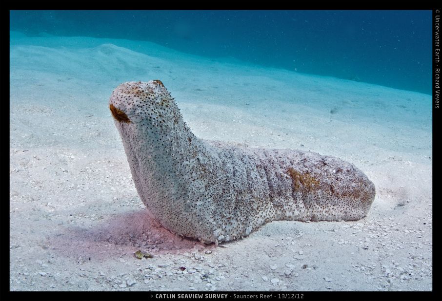 When spawning, sea cucumbers release their gametes into the surrounding currents for reproduction by nearby larvae.