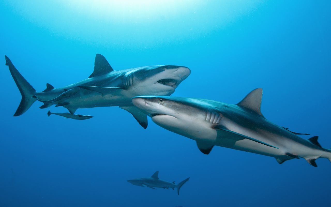 Sharks swarm above the Osprey Reef, part of the Great Barrier Reef.