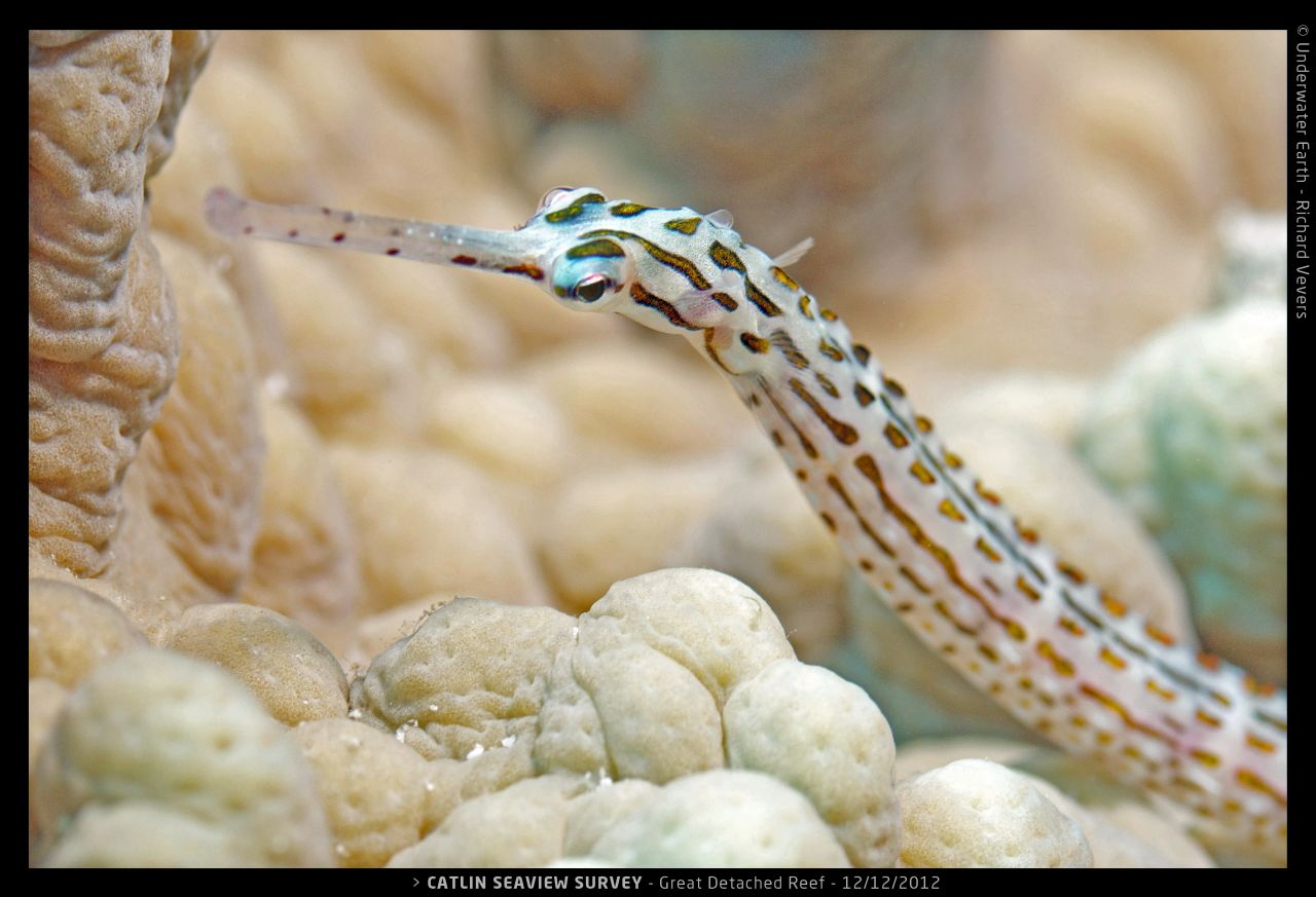 A pipefish noses around the Great Detached Reef.