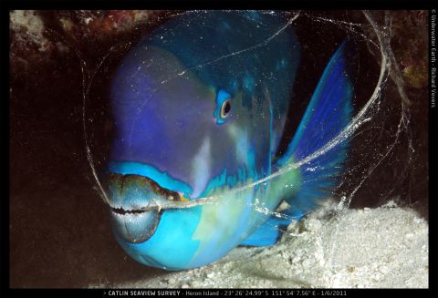 A parrotfish exhales while hiding in the coral off the coast of Heron Island.