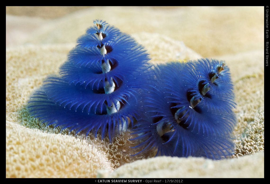 Blue christmas tree worm