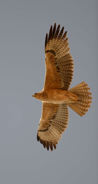 The majestic Bonelli's eagle in full flight.