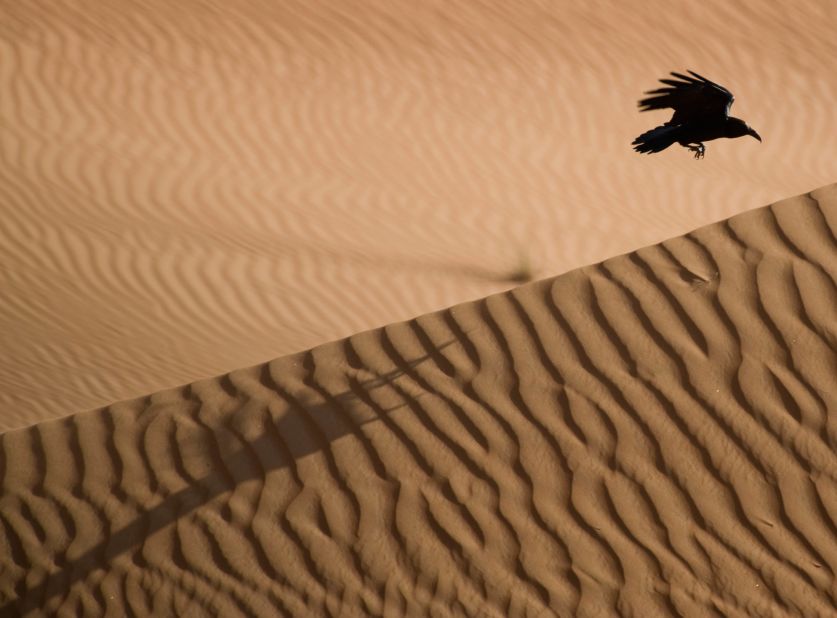 A brown-necked raven flies over the dunes. This picture, by UAE-based birdwatcher Huw Roberts, is part of his online resource WildlifeUAE, a project to catalog the biological diversity of the country.