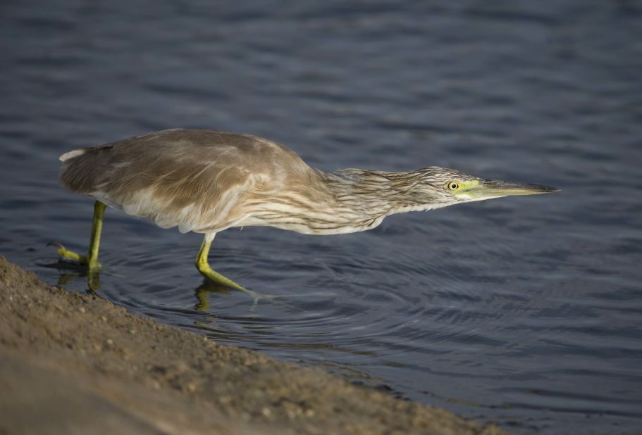 The squacco heron breeds in southern Europe and the Middle East and winters in Africa.