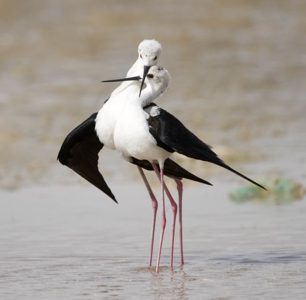 A pair of black-winged stilts on the waters of Lake Zakher.