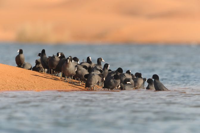 A flock of coots take to the water of Lake Zakher in the remote deserts of the UAE.