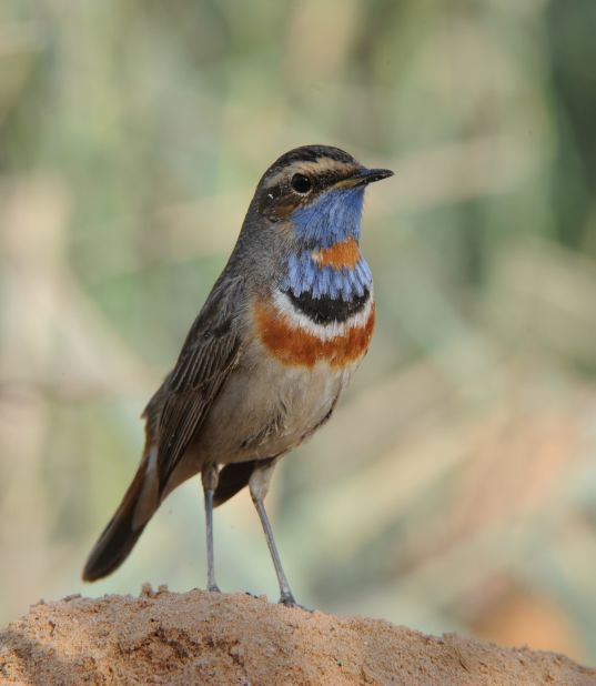 The red spotted bluethroat stands out from the crowd.