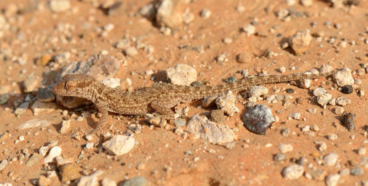 The Baluch ground gecko, on the other hand, blends in to its surroundings.