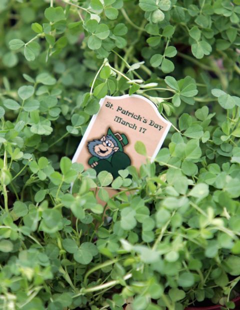 St. Patrick is said to have used a three-leaf clover to <a href="http://www.cnn.com/2012/03/17/world/europe/saint-patrick-study">explain the Holy Trinity</a> to the pagans of Ireland. The shamrock has been associated with St. Patrick and Ireland since the mid-5th century.