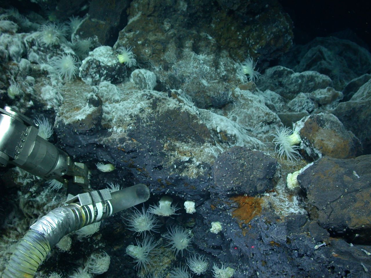 Fueled by chemical energy released from the earth's interior, lush ecosystems thrive at hydrothermal vents. Here, the suction-tube sampler of the Institution's ROV collects a sample of tiny snails.