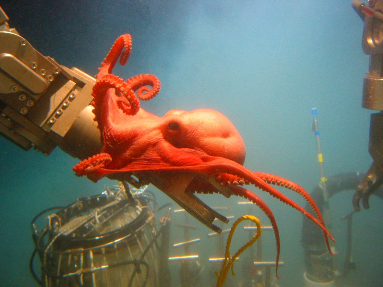 Alvin pilot Bruce Strickrott encountered a docile deep-sea octopus 2,300 meters down in the Gulf of Mexico. Instead of swimming away, it grabbed the submersible's robotic arm, normally used for picking up samples of seafloor rocks and organisms.