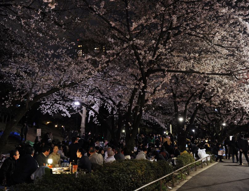 The sakura season is short and lasts only one to two weeks after the first flowers bloom. Next weekend is expected to be the highlight of the season, where scenes like this (from last year) will be commonplace.