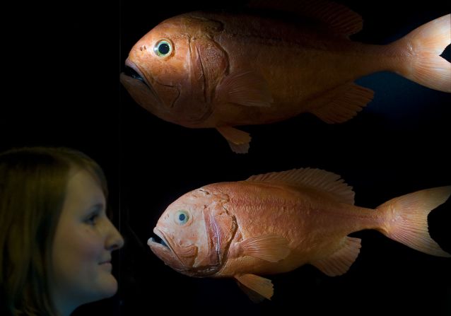 Bottom-trawling's knock-on impacts are best illustrated by the plight of the deep-sea fish, the orange roughy (also known as slimeheads). Populations have been reduced by more than 90%, according to marine scientists.<br />