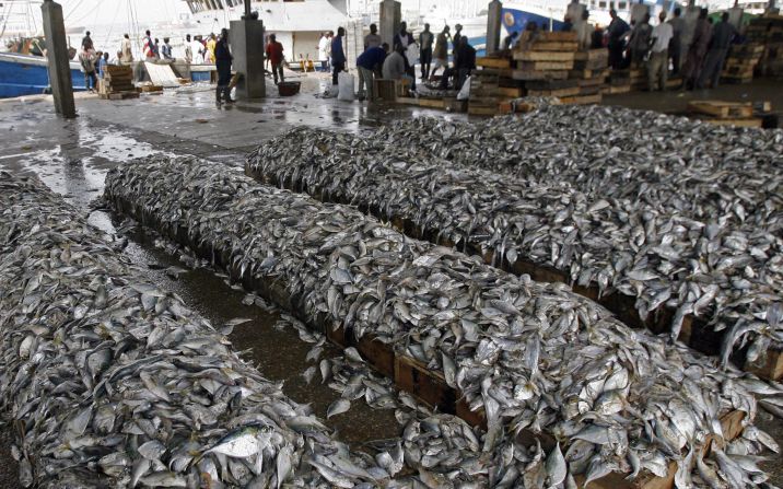 "(Bottom trawling is) akin to someone plowing up a wildflower meadow, just because they can," says Callum Roberts, marine biologist at the UK's York University. Others have compared it to the deforestation of tropical rainforests.<br />