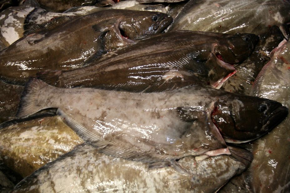 Overfishing has been going on for decades, say marine scientists. Tens of thousands of bluefin tuna were caught every year in the North Sea in the 1930s and 1940s. Today, they have disappeared across the seas of Northern Europe. Halibut (pictured) has suffered a similar fate, largely vanishing from the North Atlantic in the 19th century.<br />
