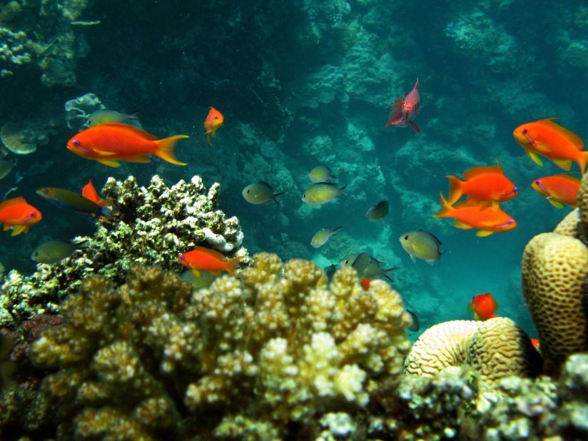 Currents estimates suggest 30% of coral reefs will be endangered by 2050, says O'Dor.