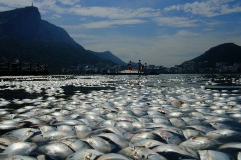 Tons of dead fish float on the waters of the Rodrigo de Freitas lagoon, beside the Corcovado mountain in Rio de Janeiro, Brazil. Threats from pollution, overfishing and climate change are putting marine life under immense strain. 