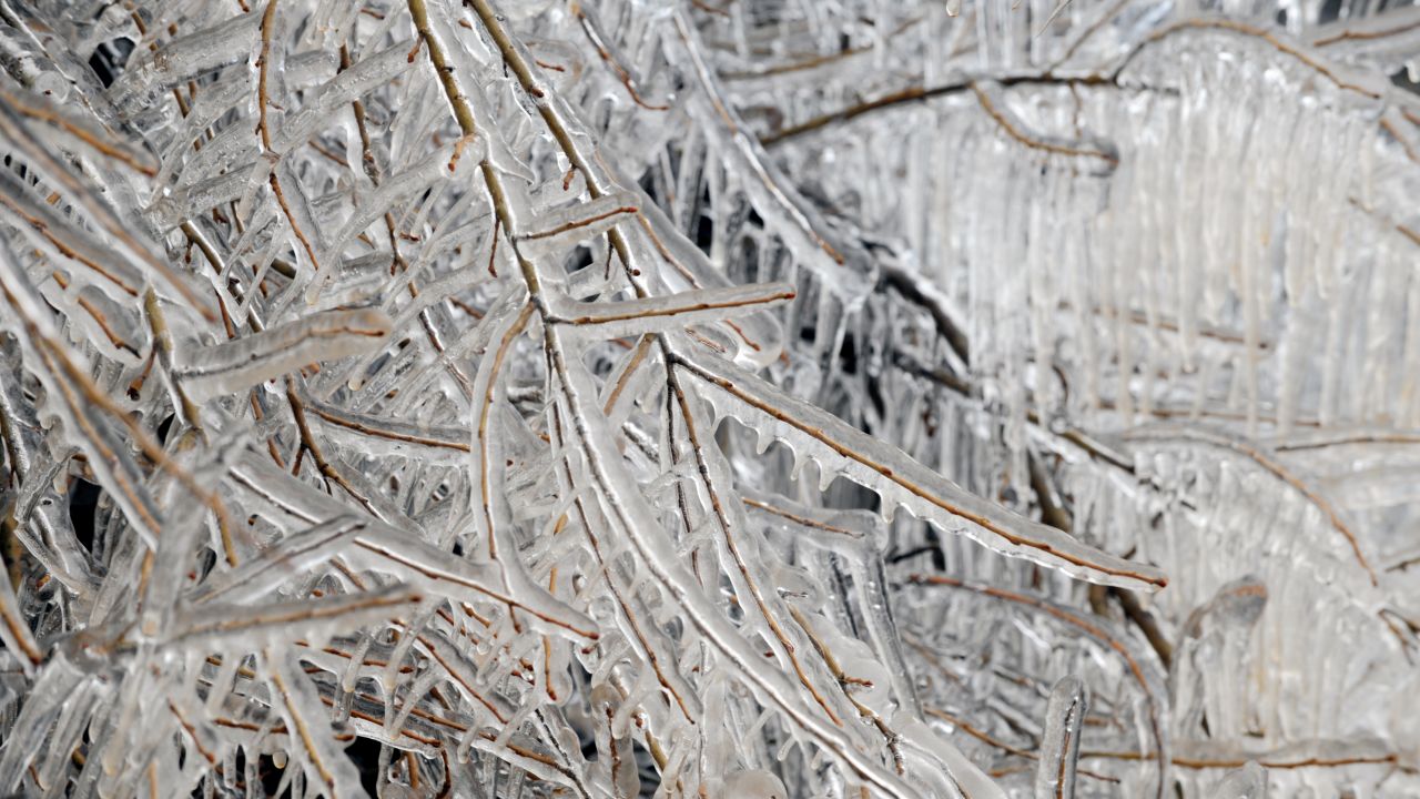 Trees are covered with ice on Saturday, March 16, near the town of Klina, Kosovo.