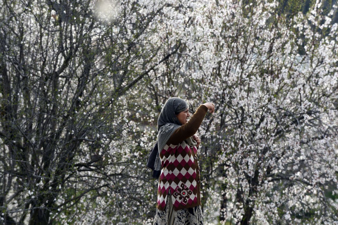 A woman takes a picture of the blooming almond orchards as spring arrives in Srinagar, Kashmir, on Monday, March 18.