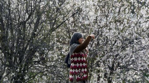 A woman takes a picture of the blooming almond orchards as spring arrives in Srinagar, Kashmir, on Monday, March 18.