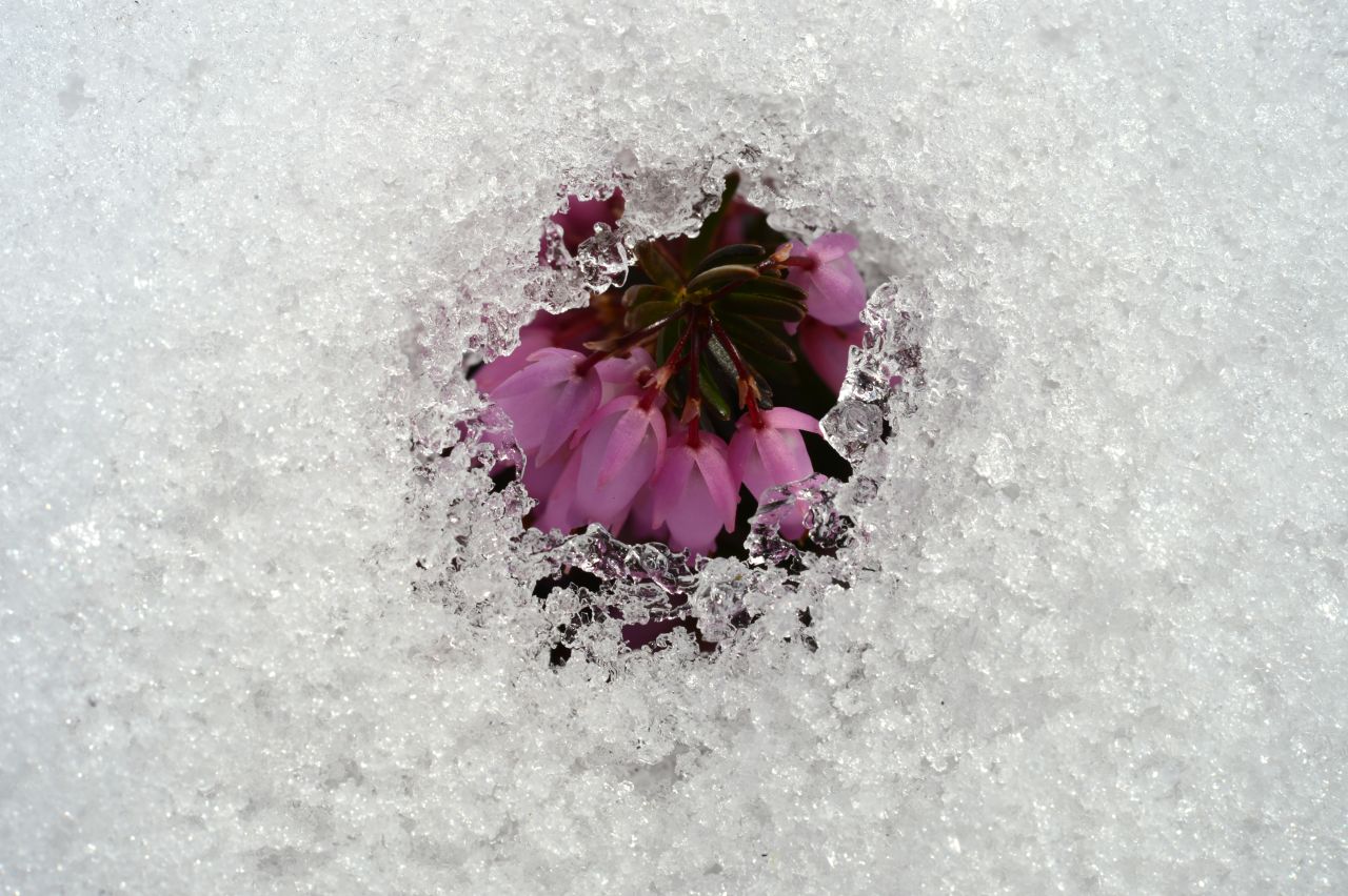 An early flower is seen through a blanket of melting snow at the Palmengarten botanical gardens in Frankfurt, Germany, on Thursday, March 14.
