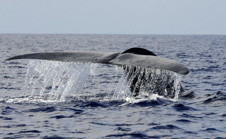 Oceans are home to 90% of the living volume of the planet and contain more than one million species, ranging from the largest animal on the planet -- the blue whale (pictured) -- to one of the weirdest -- the blobfish.<br /> 