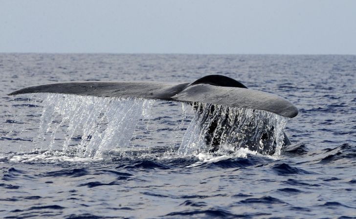Oceans are home to 90% of the living volume of the planet and contain more than one million species, ranging from the largest animal on the planet -- the blue whale (pictured) -- to one of the weirdest -- the blobfish.<br />