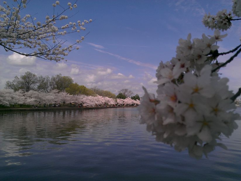 The Tidal Basin has approximately 3,750 cherry trees, creating an explosion of color along the shoreline and in the water's reflection.