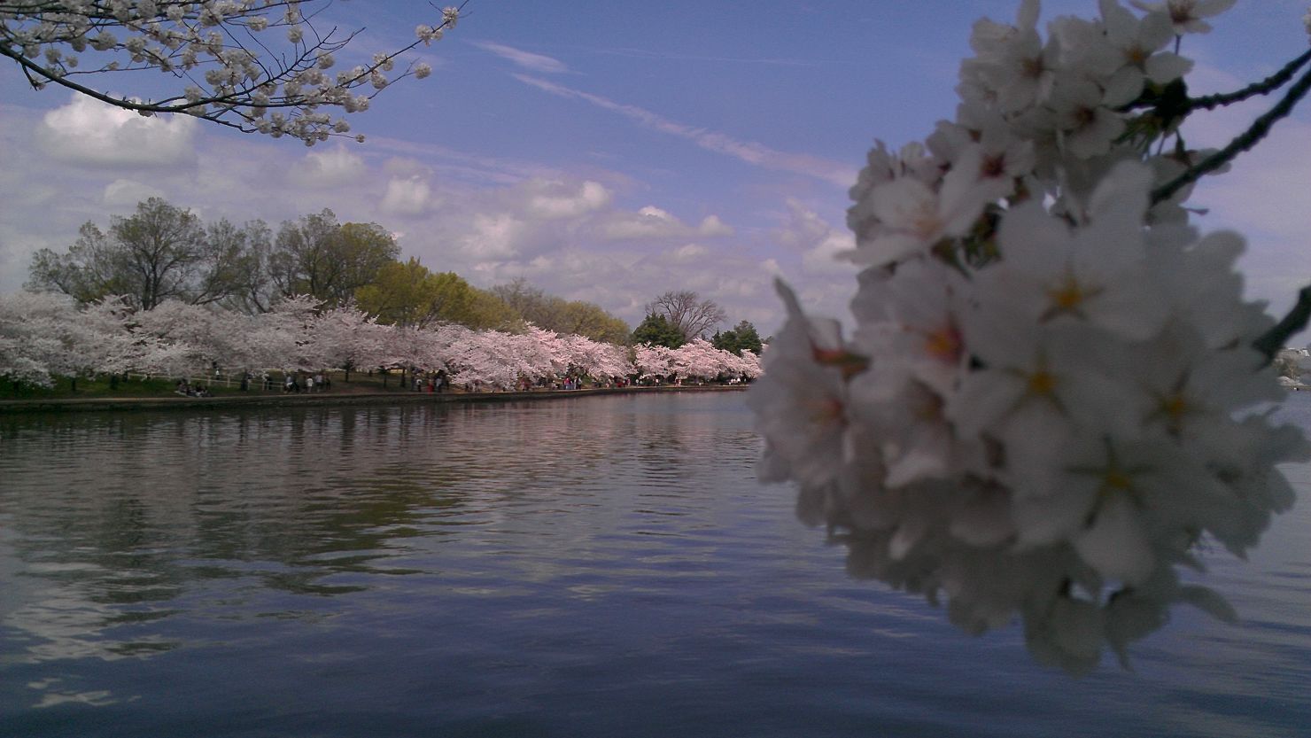 Last year, Washington's cherry trees blossomed early; this year, the political climate warmed first, says Ira Shapiro.