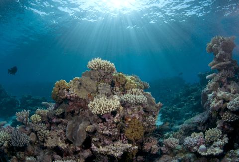 "The two worst things in my mind happening to oceans are global warming and ocean acidification," says Ron O'Dor, professor of marine biology at Dalhousie University in Halifax, Canada. "They're going to have terrible effects on coral reefs. Because of acidification essentially, the coral can't grow and it's going to dissolve away."<br />