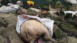 This picture taken on on March 12, 2013 shows dead pigs lying on rocks next to a dirty tributary of the Yangtze River in a village in Yichang, in central China's Hebei province, some 1,200 kms from the eastern city of Shanghai. Meanwhile, the number of dead pigs found in the Huangpu river running through China's commercial hub Shanghai has reached more than 13,000, state media said on March 18, as mystery deepened over the hogs' precise origin. GRAPHIC CONTENT CHINA OUT AFP PHOTOSTR/AFP/Getty Images