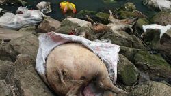 This picture taken on on March 12, 2013 shows dead pigs lying on rocks next to a dirty tributary of the Yangtze River in a village in Yichang, in central China's Hebei province, some 1,200 kms from the eastern city of Shanghai. Meanwhile, the number of dead pigs found in the Huangpu river running through China's commercial hub Shanghai has reached more than 13,000, state media said on March 18, as mystery deepened over the hogs' precise origin. GRAPHIC CONTENT CHINA OUT AFP PHOTOSTR/AFP/Getty Images