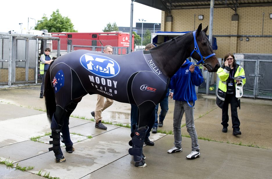 By plane, of course. Champion Australian race horse Black Caviar wore a special compression suit during her 30-hour journey from Melbourne to London. No expense was spared for the celebrity mare traveling in a $50,000 first-class airborne stable. 