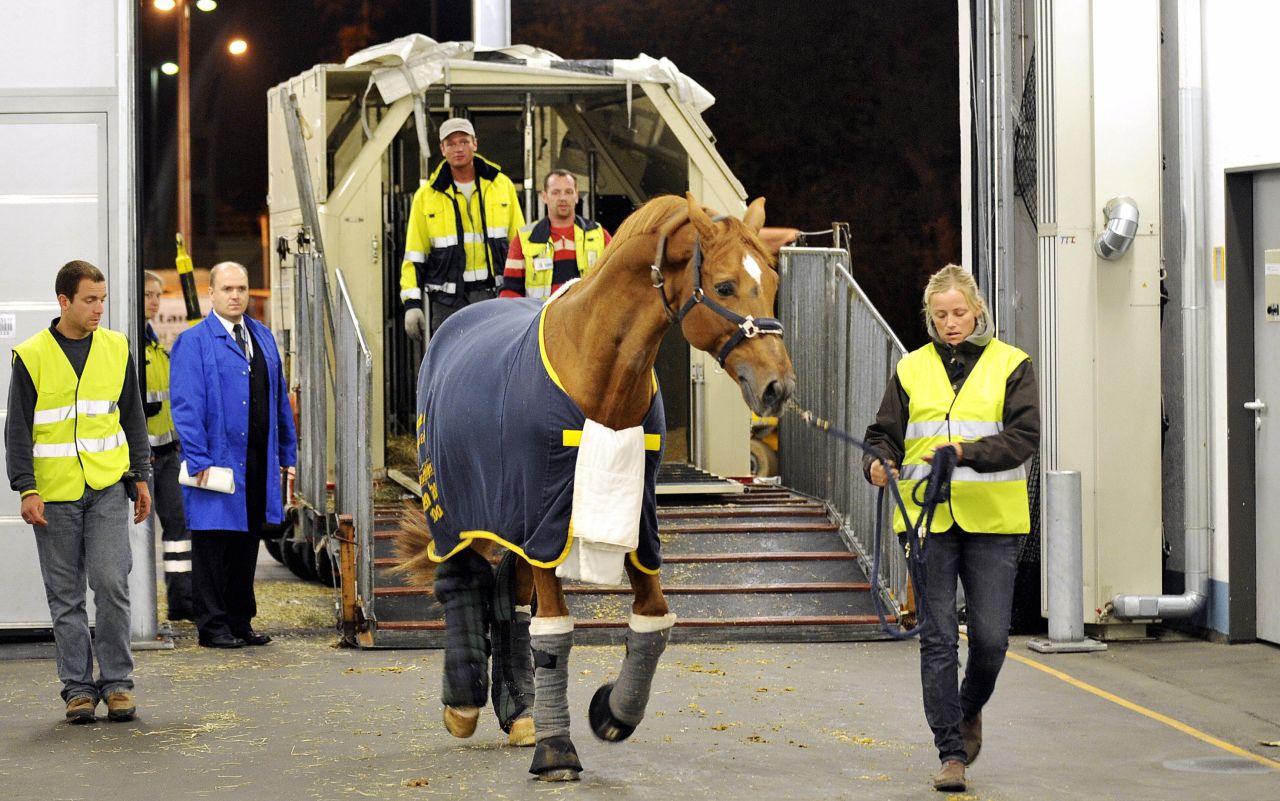 German Olympic gold medal winning equestrian rider Ludger Beerbraum's horse, Goldfever, is cared for by staff at Frankfurt's international airport. The airport boasts one of Europe's largest animal lounges; around the size of a football pitch.