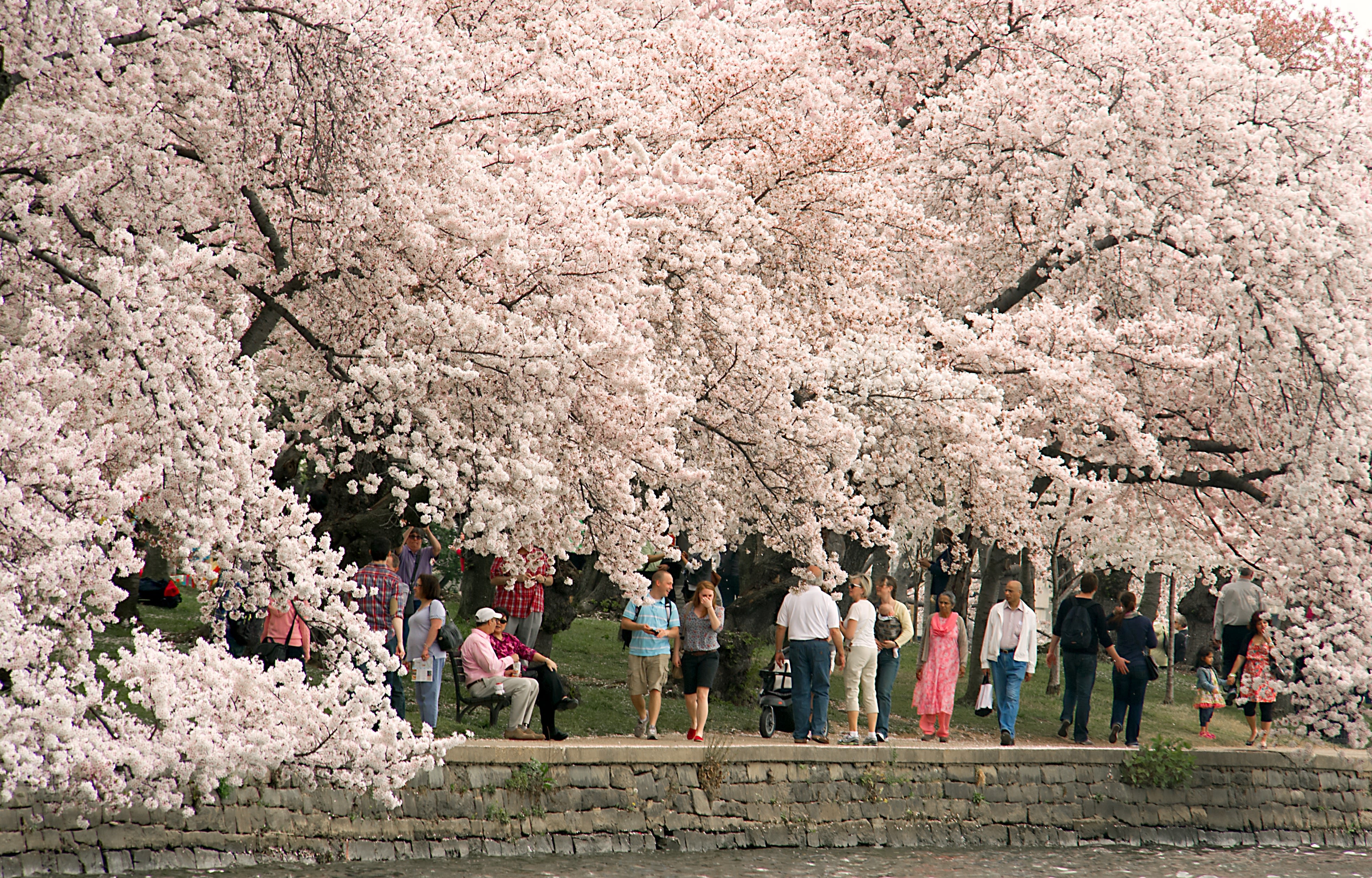 День цветущей сакуры. Фестиваль цветения Сакуры в Японии. Сакура Мацури. Праздник цветения Сакуры в Японии. Праздник цветения вишни Сакуры в Японии.