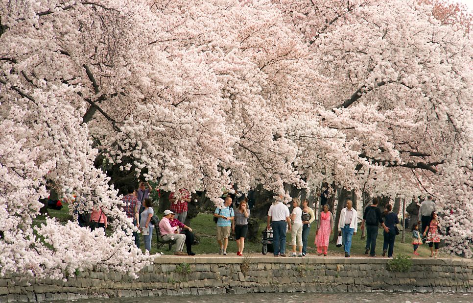 The walkway along Washington's Tidal Basin turns into a flowering cloud when the cherry blossoms arrive.