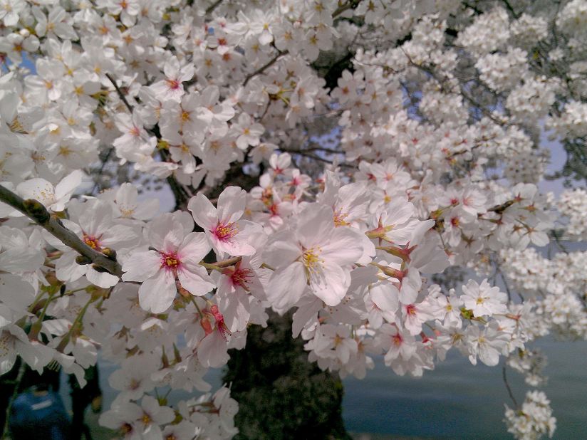 The National Park Service predicts the peak bloom time for the cherry trees in Washington will arrive between April 3 and April 6. 
