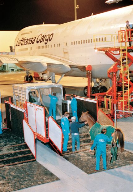 Each year thousands of race horses are flown across the world to compete in international competitions. It's a major operation, with horses first loaded into stables on the ground before being put onto the plane via a scissor lift. 