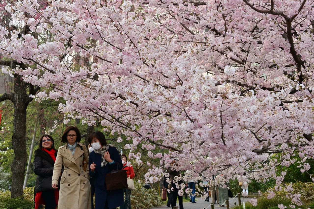Сакура в россии где. Токио 2023 Сакура цветет. В Японии зацвела Сакура 2023. Сакура зацвела в Токио. Киото цветение Сакуры.