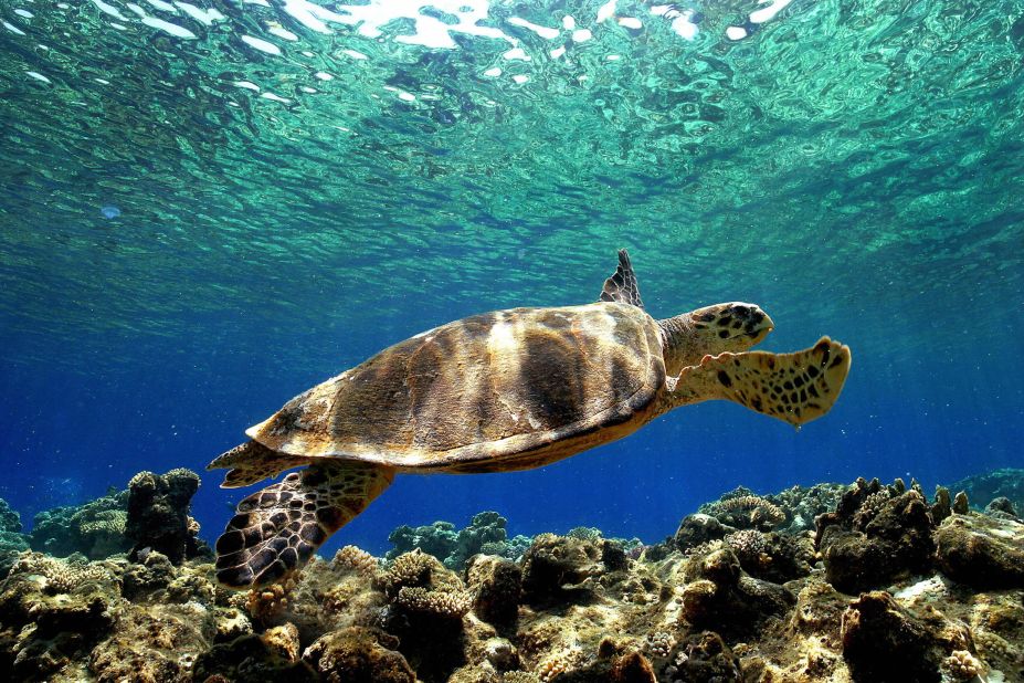 Upwards of one million sea turtles were estimated to have been killed as bycatch during the period 1990-2008, according to a report published in Conservation Letters in 2010, and many of the species are on the IUCN's list of threatened species.<br />